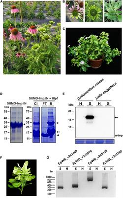 Accelerating Complete Phytoplasma Genome Assembly by Immunoprecipitation-Based Enrichment and MinION-Based DNA Sequencing for Comparative Analyses